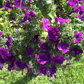 Photo of the plant species Marvel of Peru by @PrizeAraceae30 named Daphne on Greg, the plant care app
