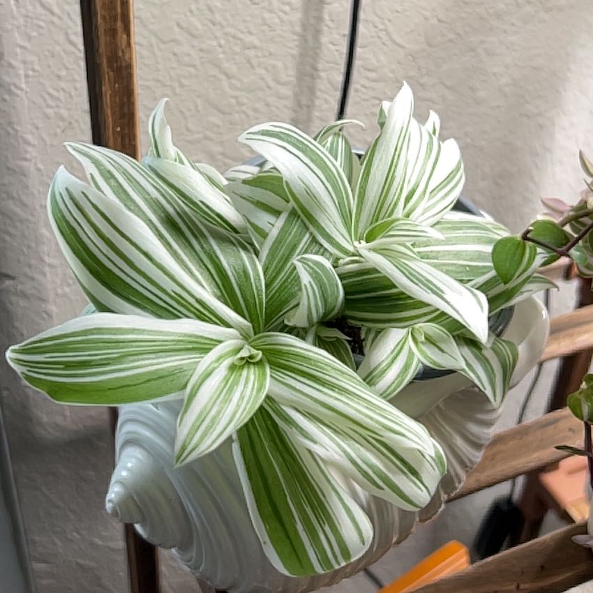 Photo of the plant species Pistachio White by @Raddi named ChloroPhil on Greg, the plant care app