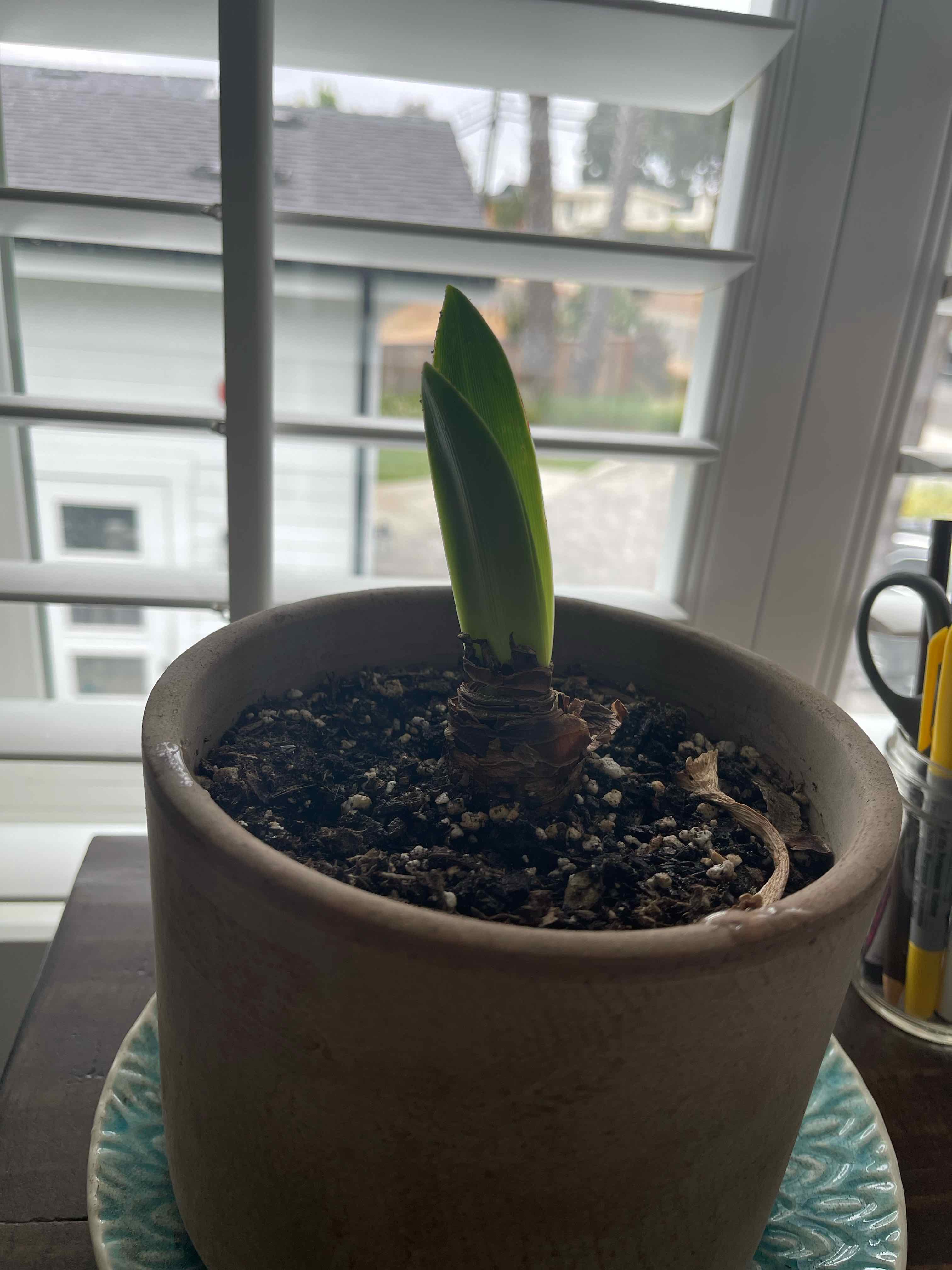 Potted Striped-Tubed Amaryllis with a single green shoot near a window.
