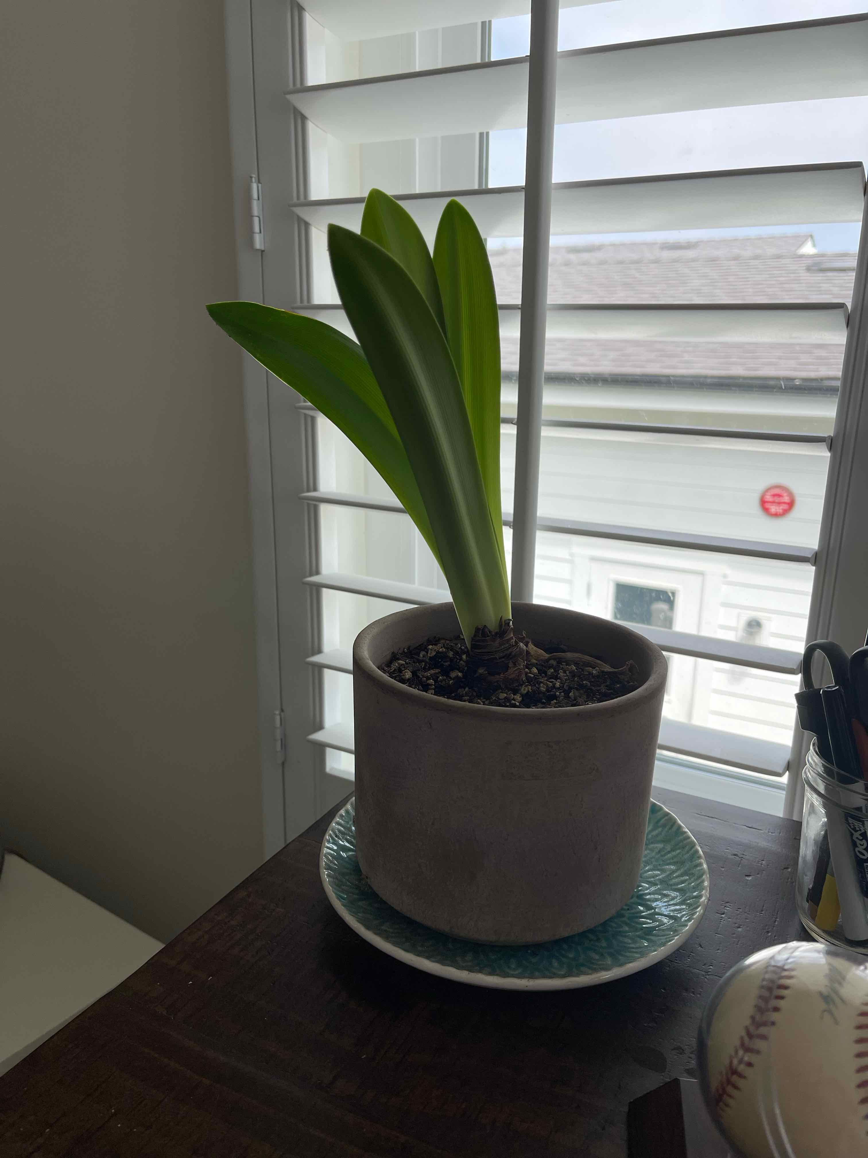 Potted Striped-Tubed Amaryllis plant with healthy green leaves near a window.