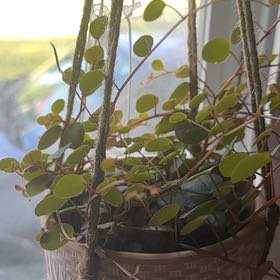 Photo of the plant species Creeping Wire Vine by @WiseRustyfig36 named Zeus on Greg, the plant care app