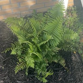 Photo of the plant species Sickle Fern by @RegalChosmo44 named Gregarious on Greg, the plant care app