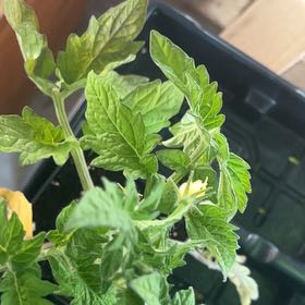 Photo of the plant species Patio Tomato by @VenerableRedcap named Orlando Bloom on Greg, the plant care app