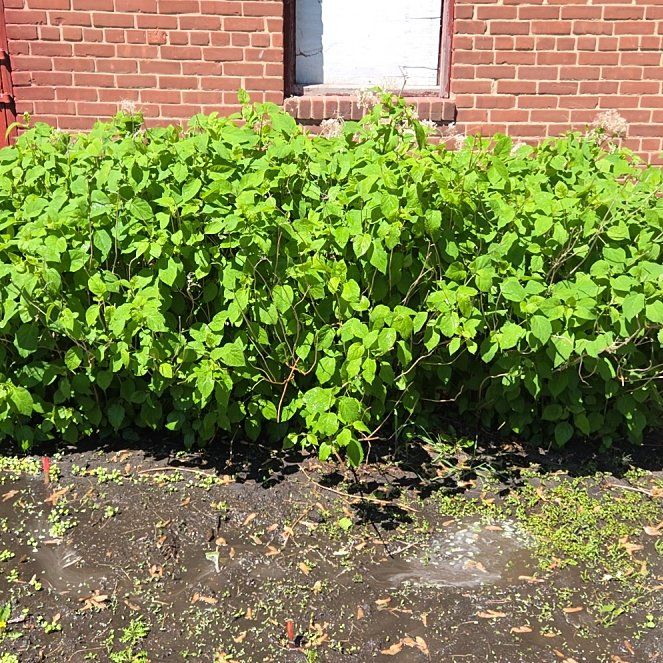 Photo of the plant species Hydrangea by @DollKaraka92 named Einstein on Greg, the plant care app