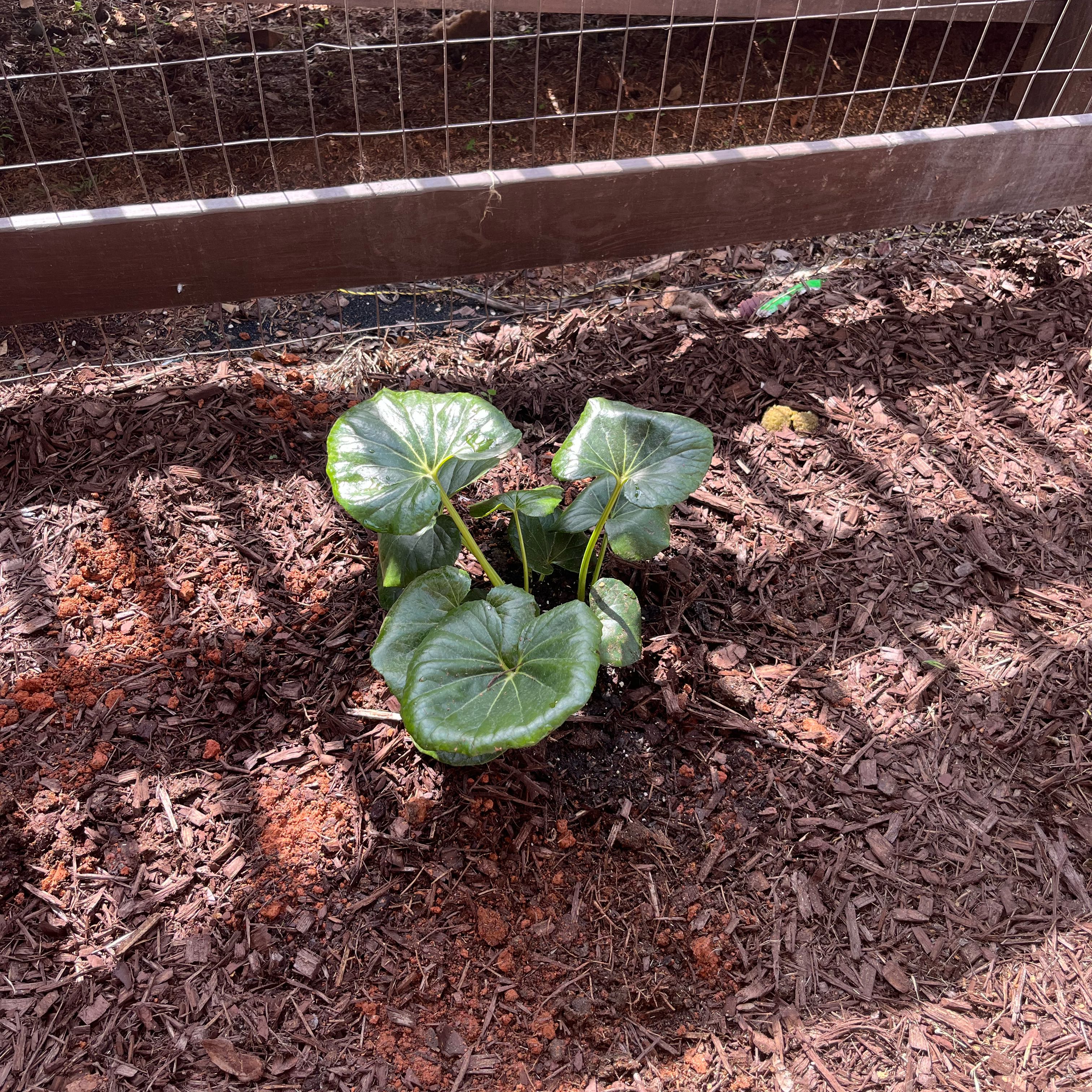 Photo of the plant species Tractor Seat Plant by @JoyousOlneya8 named Stella on Greg, the plant care app