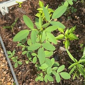 Photo of the plant species Bokhara Clover by @GoodyRimu61 named Gregarious on Greg, the plant care app