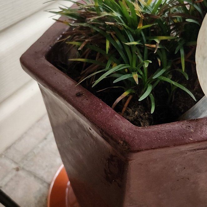 Photo of the plant species Dwarf Mondo Grass by @HipLukiwan90 named Sproutacus on Greg, the plant care app