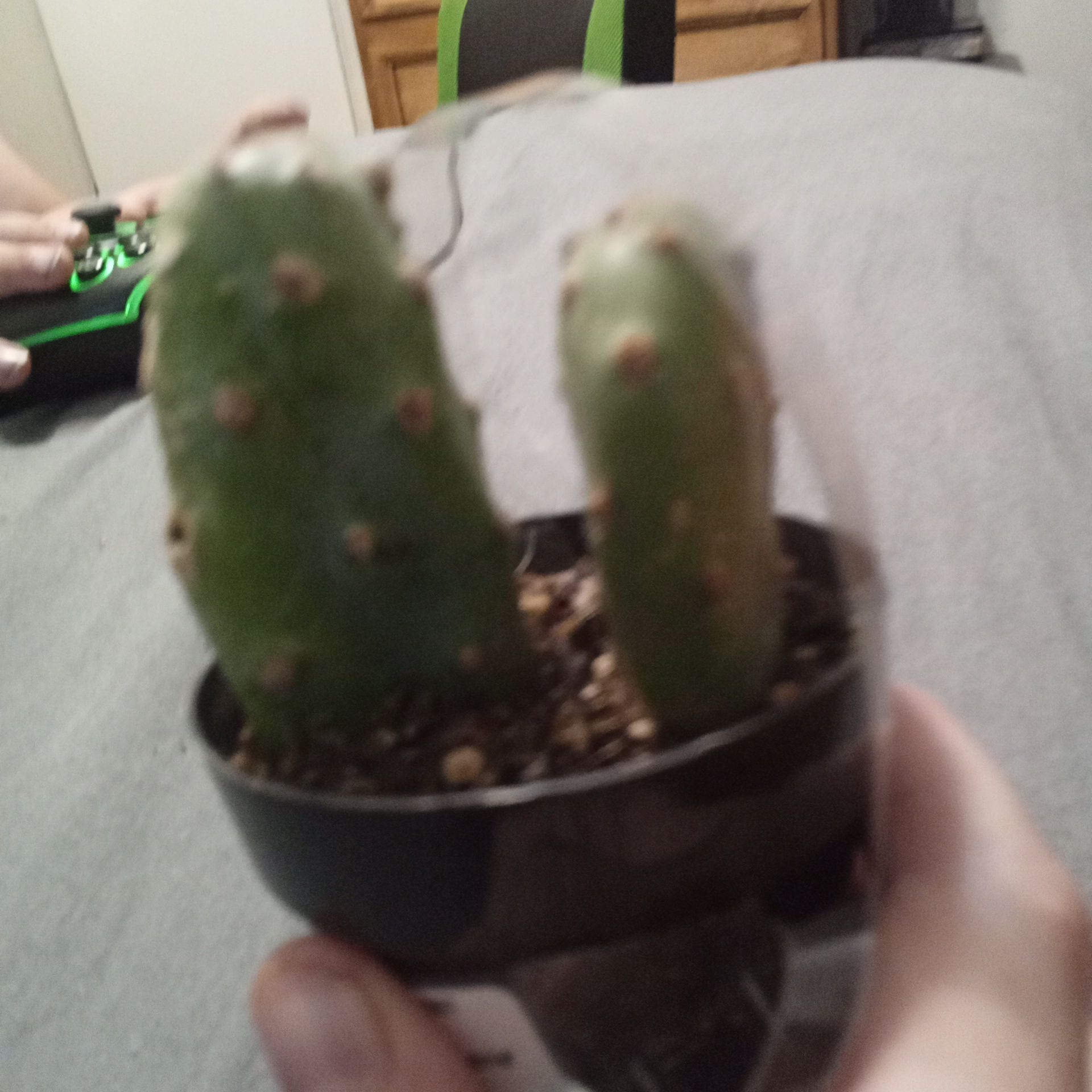 Prickle