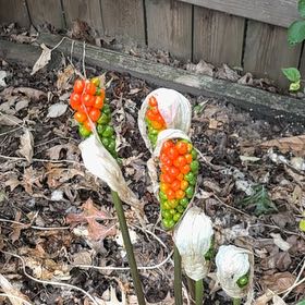 Photo of the plant species Italian Arum by Cait named Shakira on Greg, the plant care app
