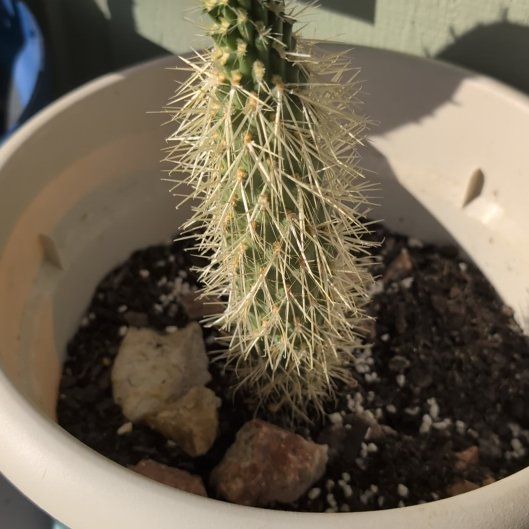 Photo of the plant species Teddy-Bear Cactus by @ManyGarlic50 named Peter Parker on Greg, the plant care app