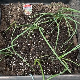 Photo of the plant species Evergreen Bunching Onion by @WittyBasil37 named Elle on Greg, the plant care app