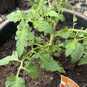 Photo of the plant species Roma Tomato by @WittyBasil37 named da Vinci on Greg, the plant care app