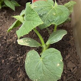 Photo of the plant species Persian Cucumbers by @WittyBasil37 named Daphne on Greg, the plant care app