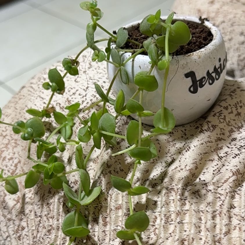 Photo of the plant species String of Hearts by @HipKoa1 named Jessica on Greg, the plant care app