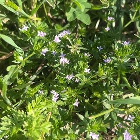 Photo of the plant species Blue Fieldmadder by @ZestyKaro52 named Xena on Greg, the plant care app
