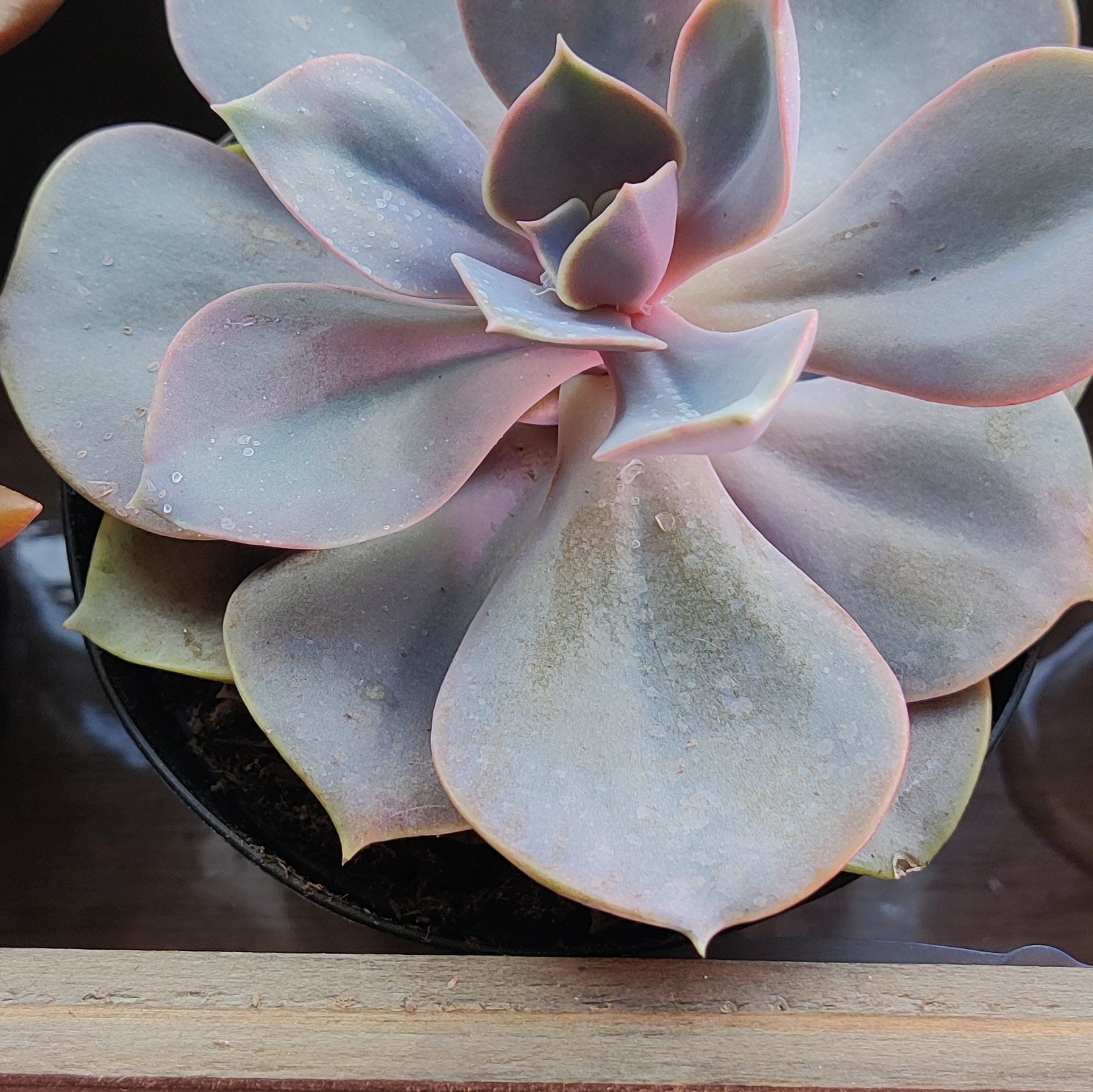Photo of the plant species Red Sky Mexican Hen and Chicks by @ExaltedOcotillo named Burley on Greg, the plant care app
