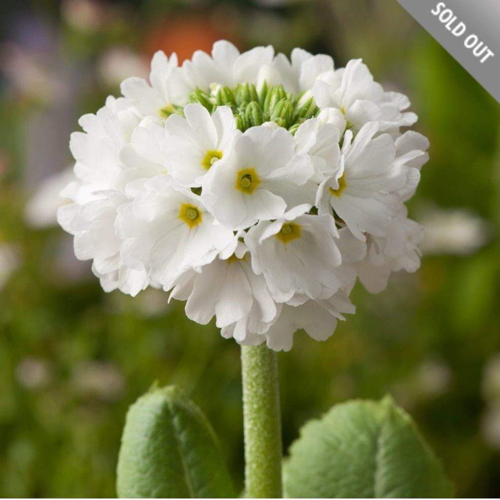 Photo of the plant species Drumstick Primrose 'Alba' by @ExaltedOcotillo named Snowdrop on Greg, the plant care app