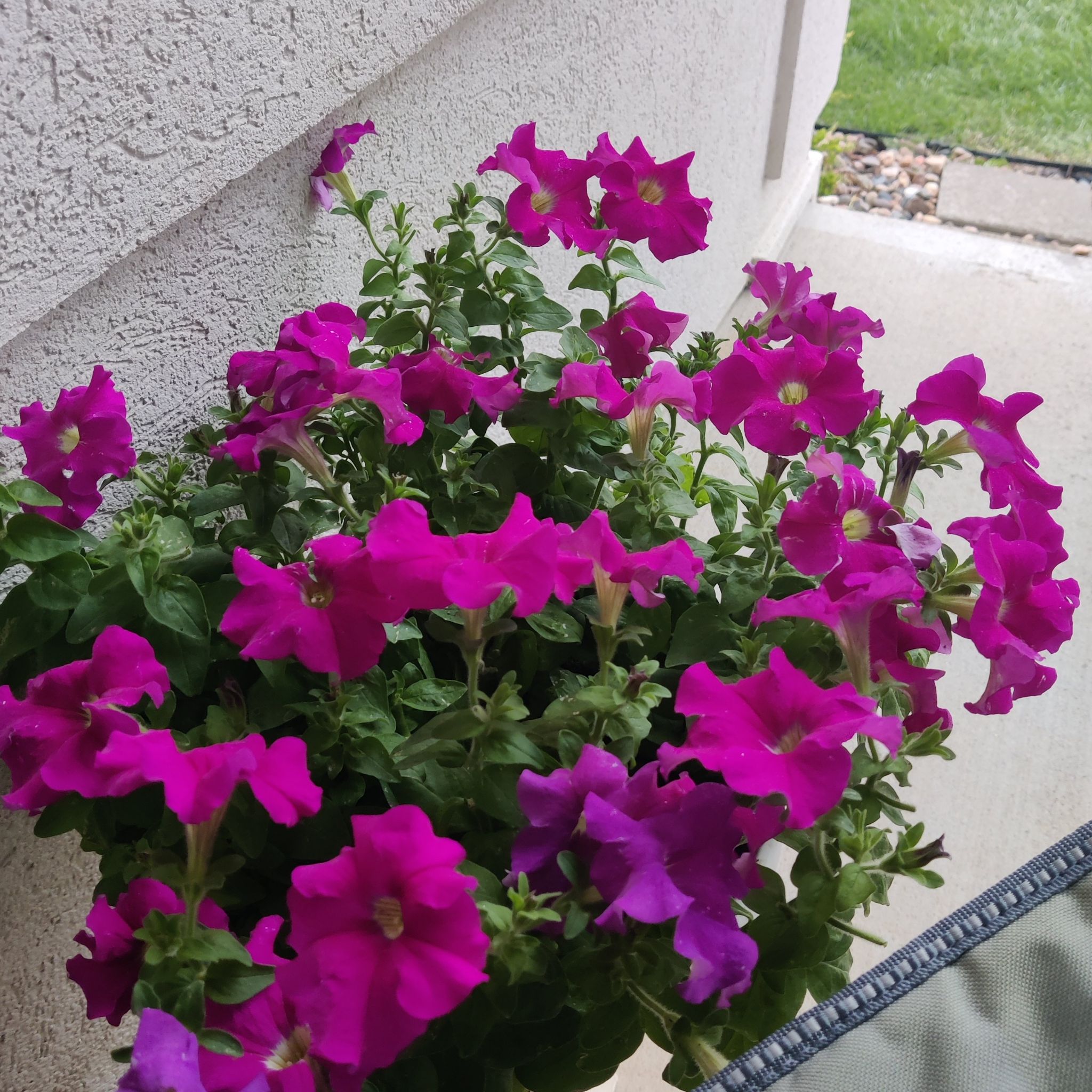 Photo of the plant species Wave Petunia by @ExaltedOcotillo named Anne on Greg, the plant care app