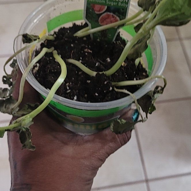 Photo of the plant species Sugar Baby Watermelon by @TryOmnom45 named Dolores on Greg, the plant care app