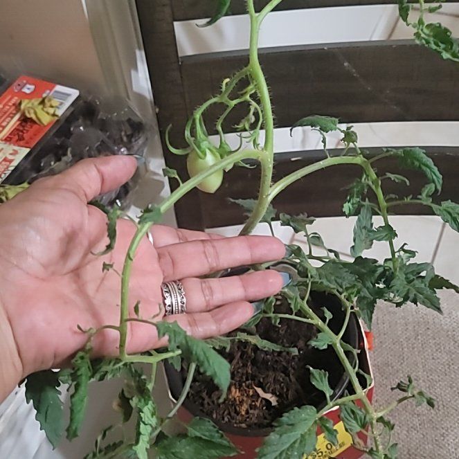 Photo of the plant species San Marzano Redorta Tomato by @TryOmnom45 named Spike Leaves on Greg, the plant care app
