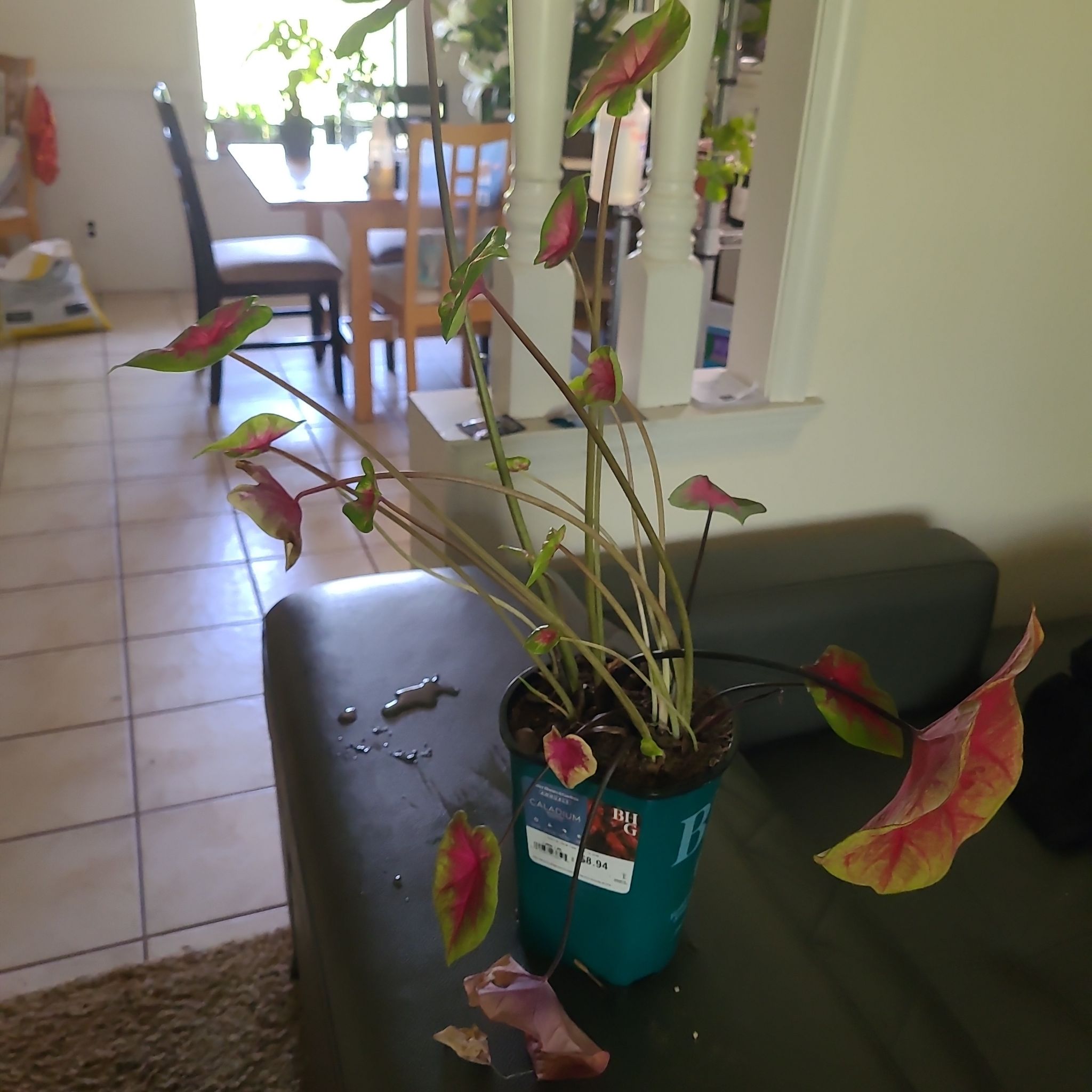 Photo of the plant species Brandywine Caladium by @TryOmnom45 named Achilles on Greg, the plant care app