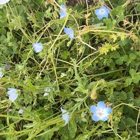Photo of the plant species Baby Blue Eyes by @ZealWorm67 named Ulysses S Plant on Greg, the plant care app