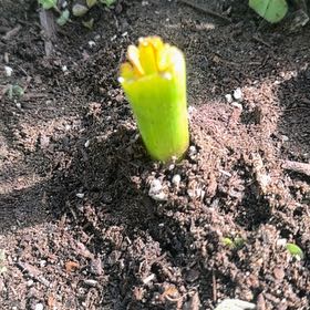 Photo of the plant species Hyacinth 'Pink Surprise' by @ZealWorm67 named Athena on Greg, the plant care app