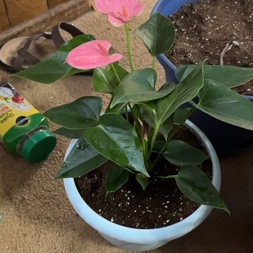 Photo of the plant species Anthurium 'Sweet Dream' by @FineMonstera34 named Reba on Greg, the plant care app
