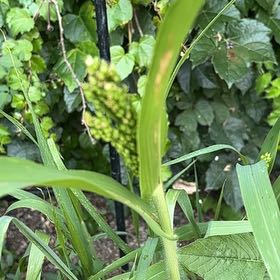 Photo of the plant species Proso Millet by @SacredMayten22 named Gregarious on Greg, the plant care app
