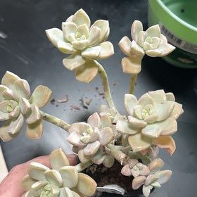 Photo of the plant species Graptoveria 'Harry Watson' by @YeveTyrimnus98 named Curie on Greg, the plant care app