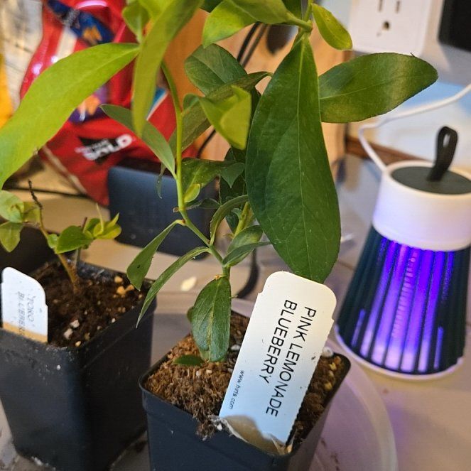 Photo of the plant species Pink Lemonade Blueberry by @HeirCarrottop named Xena on Greg, the plant care app