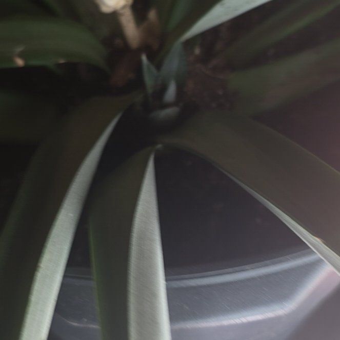 Photo of the plant species Pineapple by @LitheKiekie9 named Cleopatra on Greg, the plant care app