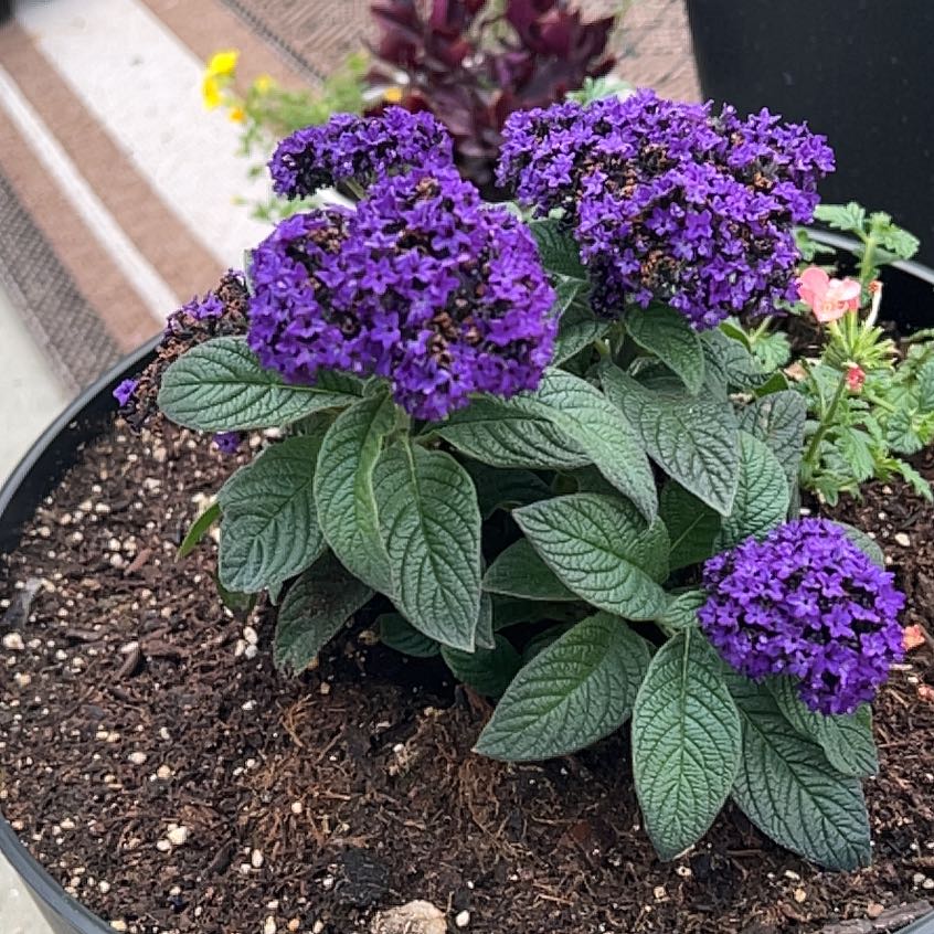 Photo of the plant species Heliotropium arborescens by @HeiressKeylime named Messi on Greg, the plant care app