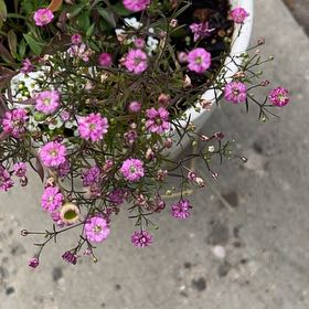 Photo of the plant species Russian Vine by @HeiressKeylime named James Dean on Greg, the plant care app