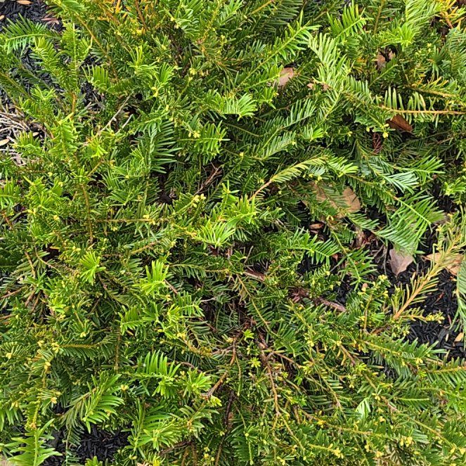 Photo of the plant species Japanese Yew by @FinestZelkova11 named Tolkien on Greg, the plant care app