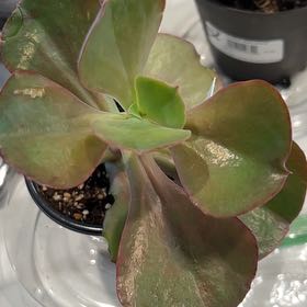 Photo of the plant species Echeveria crenulata by @MentorChaya named Dorothy on Greg, the plant care app