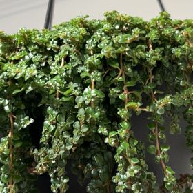 Photo of the plant species Dwarf Baby Tears by @MentorChaya named Sophia on Greg, the plant care app