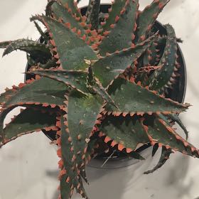 Photo of the plant species Aloe sinkatana by @MentorChaya named Buddy the Elf on Greg, the plant care app