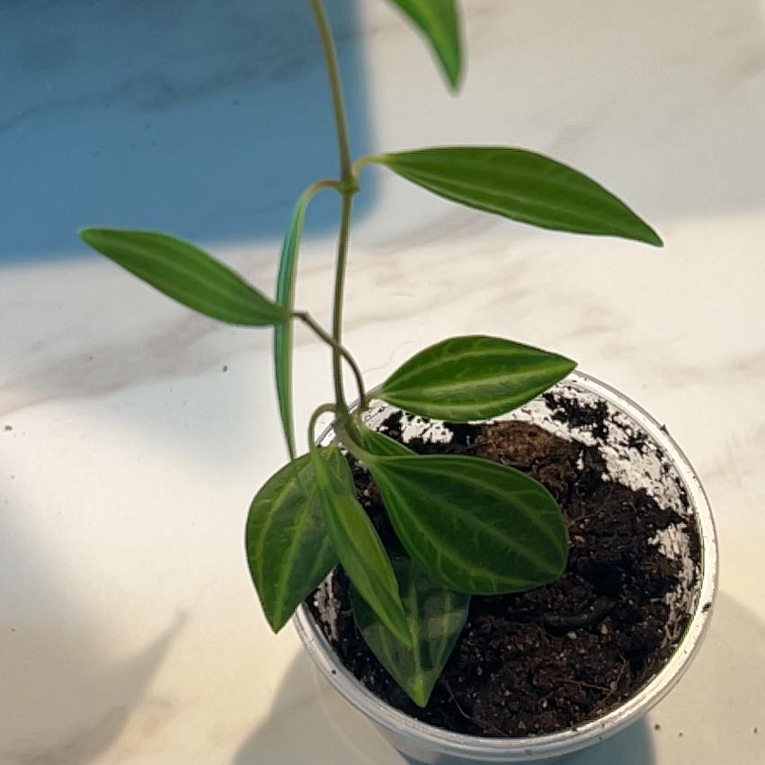 Photo of the plant species Stilt Peperomia by @MentorChaya named Vinetta on Greg, the plant care app