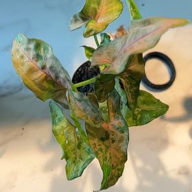 Photo of the plant species Pink Flecked Syngonium by @MentorChaya named Panther on Greg, the plant care app