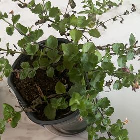 Photo of the plant species Bacopa 'Betty White' by @MentorChaya named Rose Nylund on Greg, the plant care app