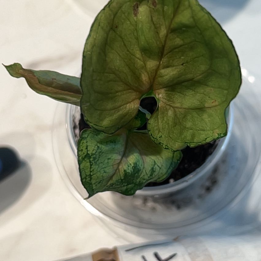 Photo of the plant species Syngonium Pink Allision by @MentorChaya named Madonna on Greg, the plant care app