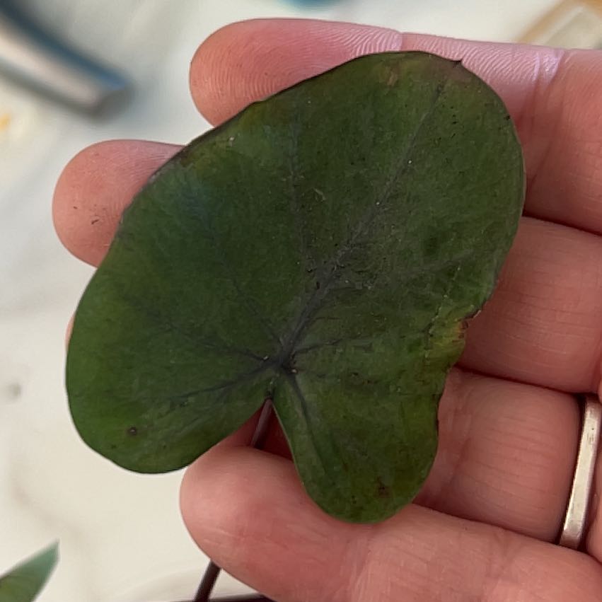Photo of the plant species Black Beauty by @MentorChaya named Marley on Greg, the plant care app