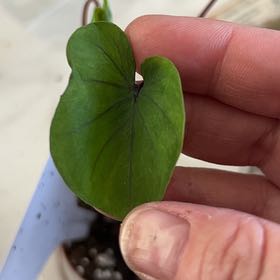Photo of the plant species Colocasia 'Redemption' PP34,729 by @MentorChaya named Pax on Greg, the plant care app