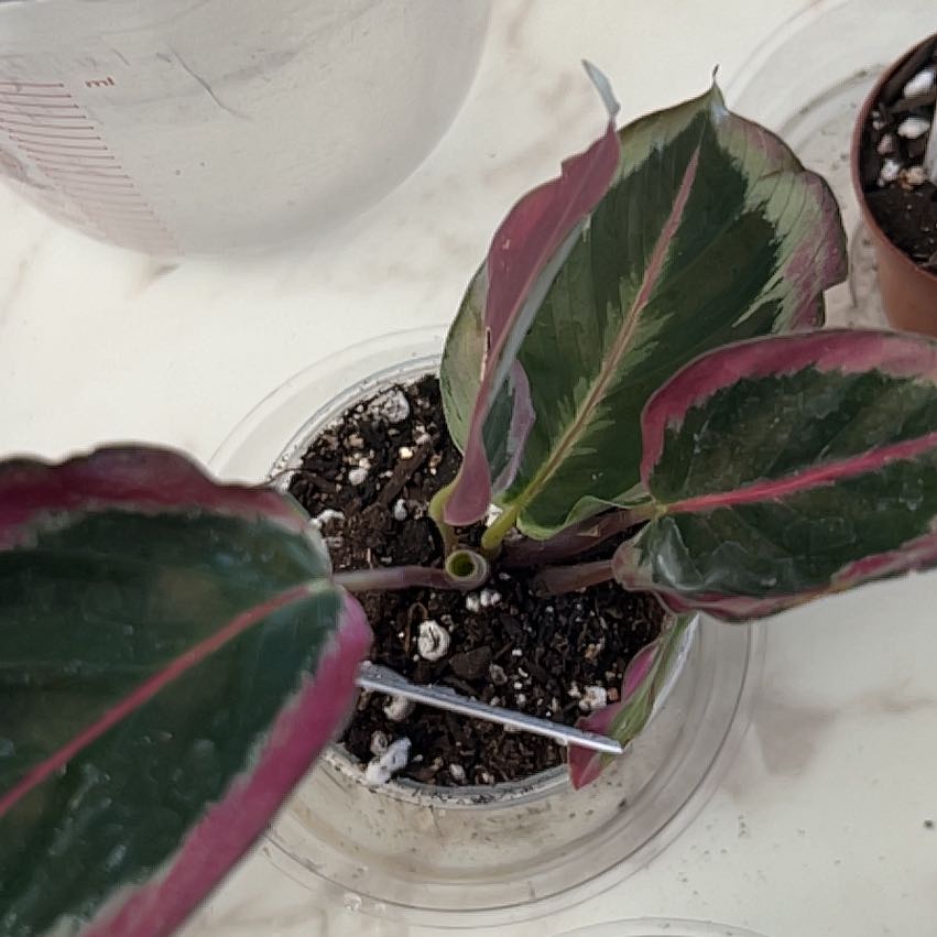 Photo of the plant species Black Rose Calathea by @MentorChaya named Delilah on Greg, the plant care app