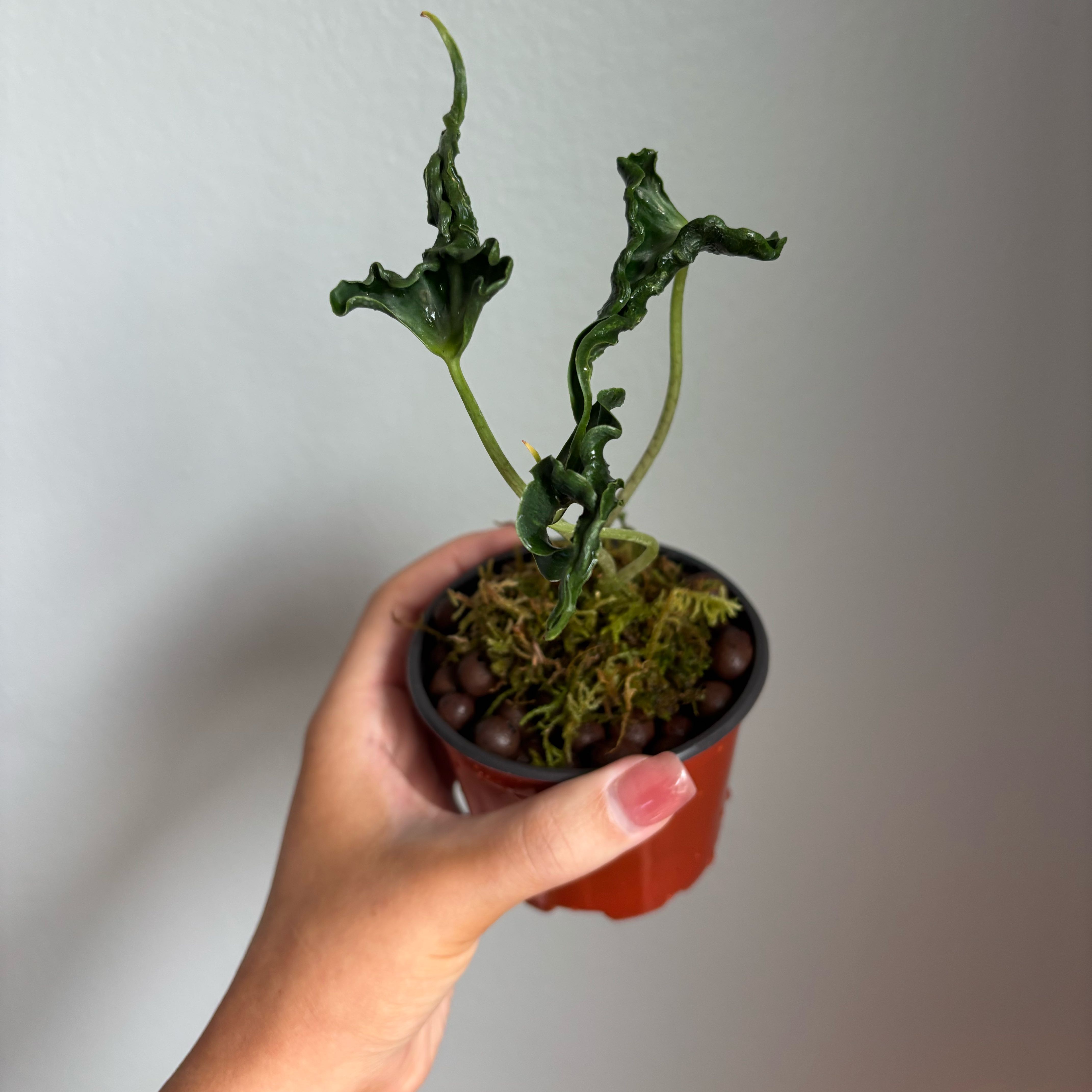 Photo of the plant species Alocasia Loco by @Sproutaboutit named Lucius on Greg, the plant care app