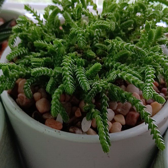 Photo of the plant species Water Chain by @CaredforPapaya named ChloroPhil on Greg, the plant care app