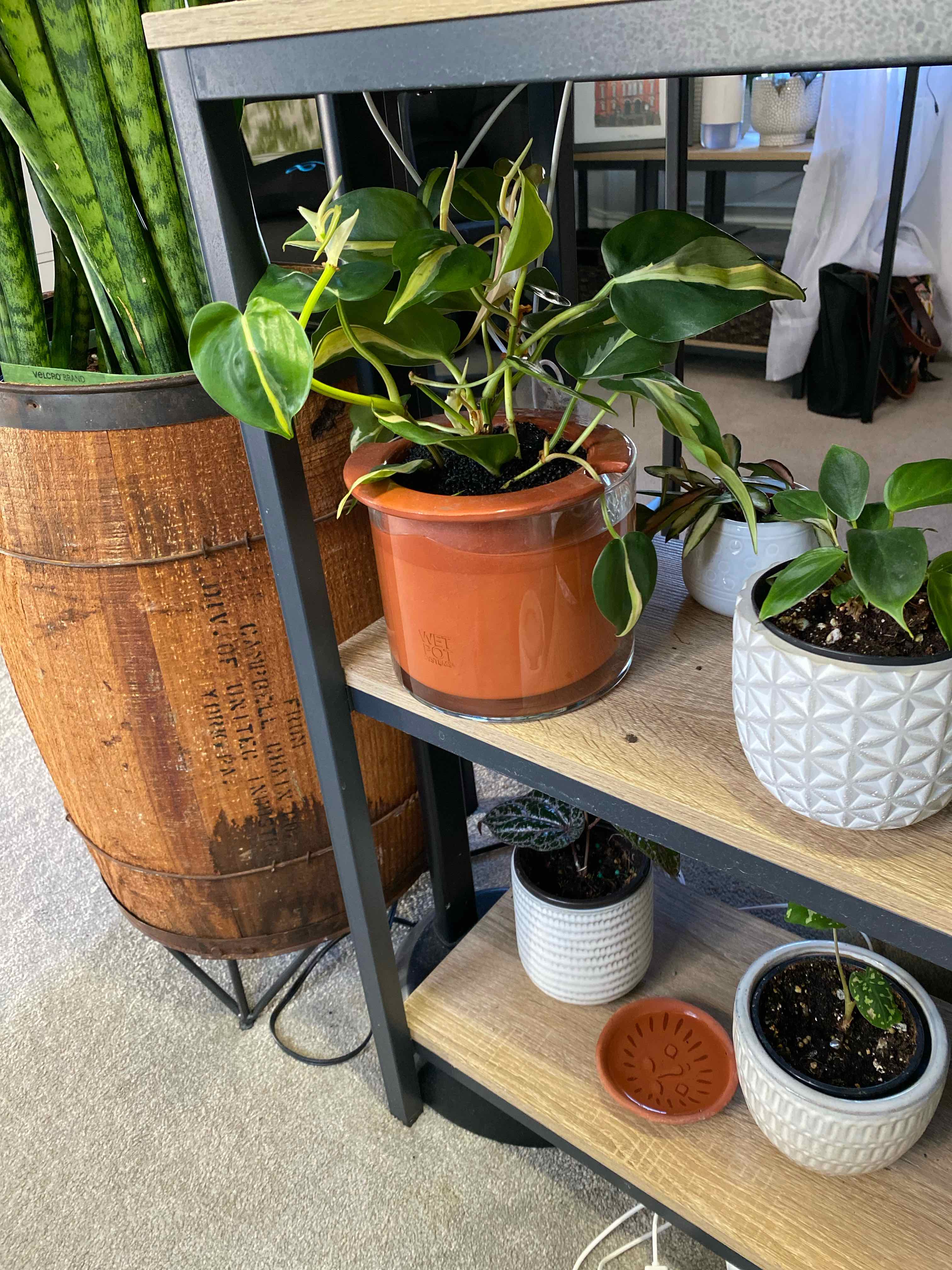 Philodendron 'Cream Splash' plant in a terracotta pot on a shelf with other plants.