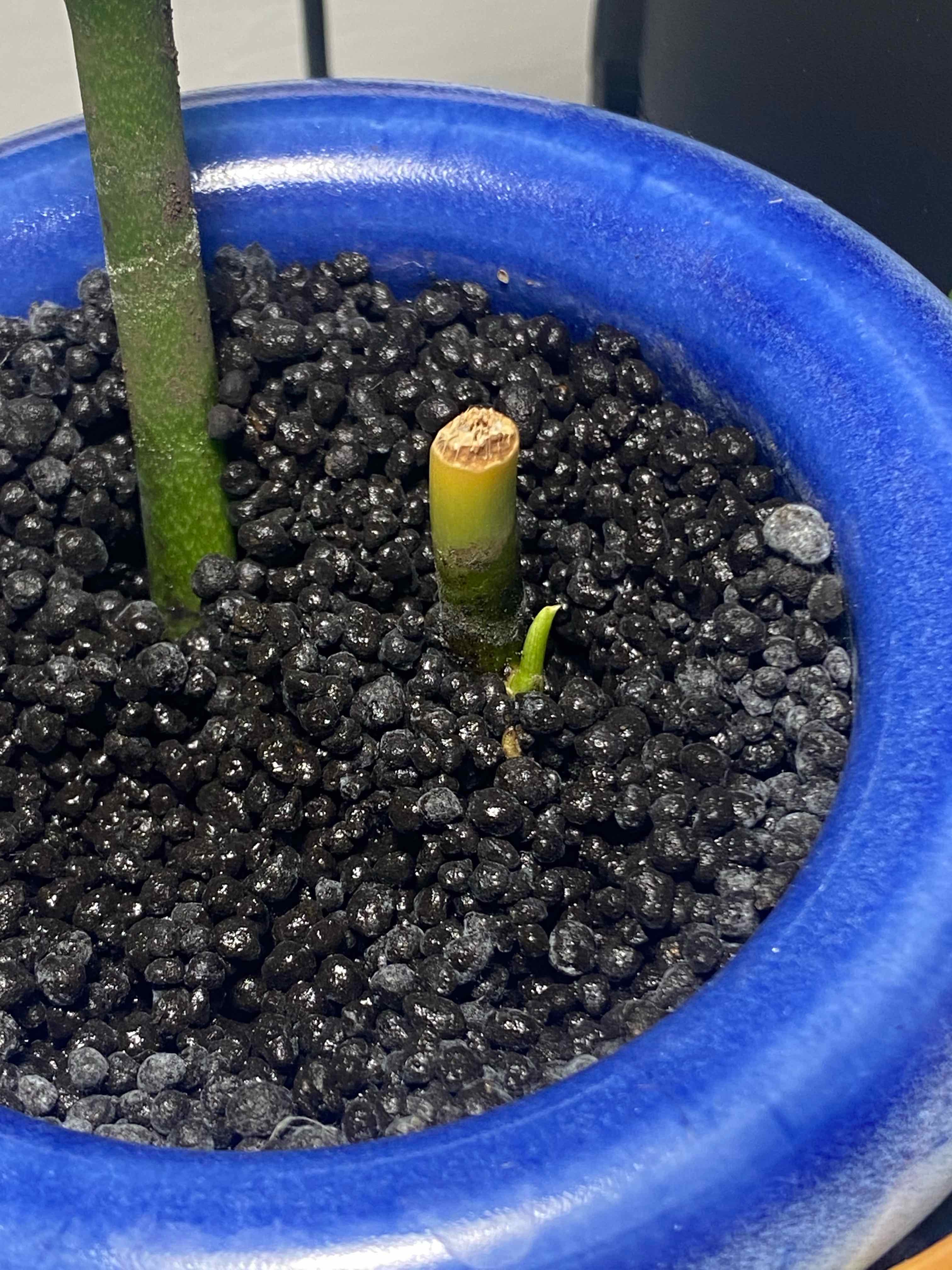 Philodendron melanochrysum x verrucosum plant in a blue pot with black granular soil and new growth emerging.