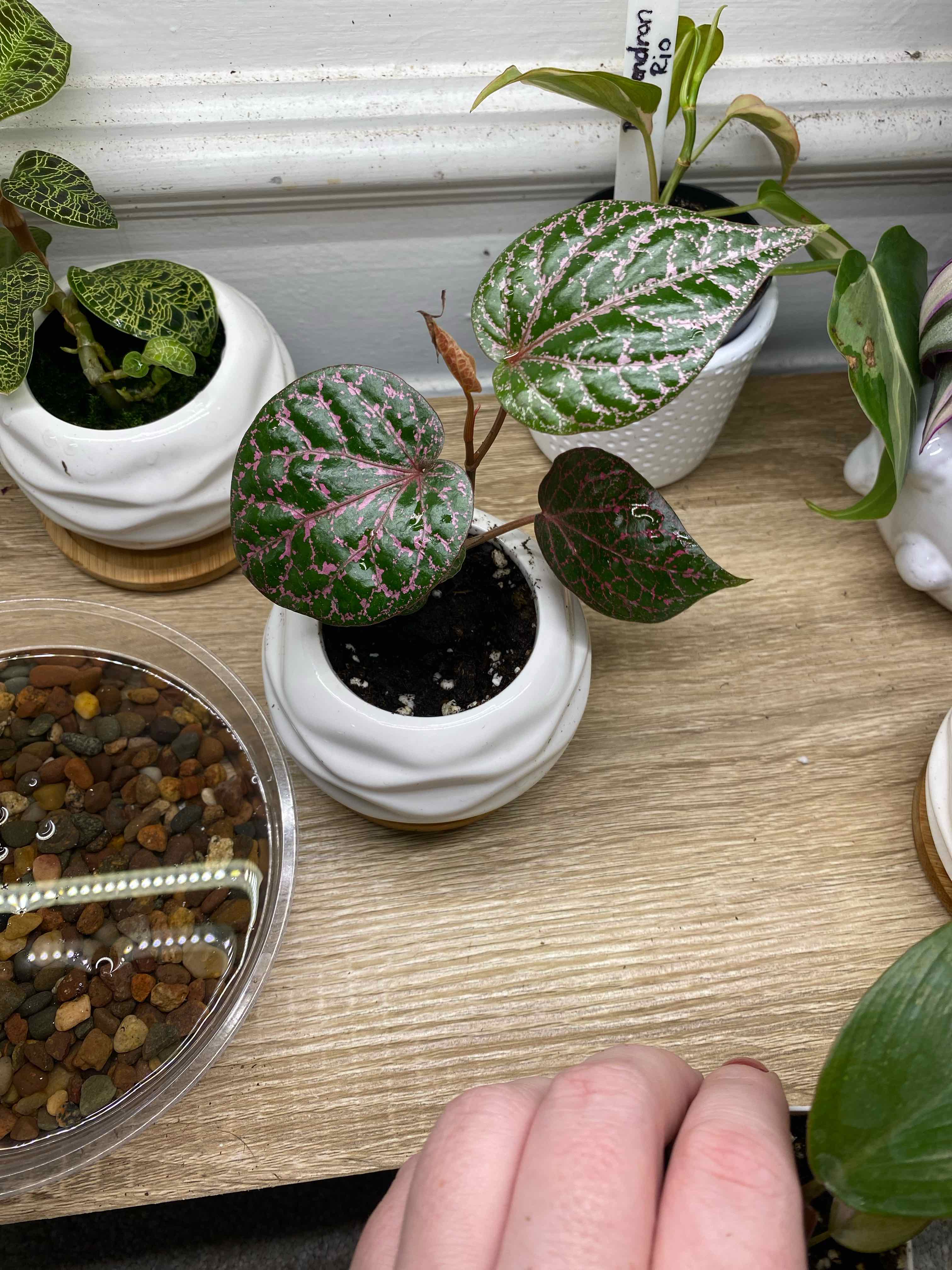 Red Betel plant in a white pot with healthy green leaves and red veins. Soil is visible.